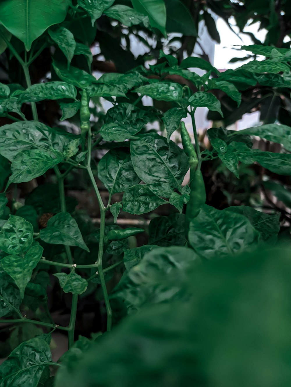 a close-up of some leaves