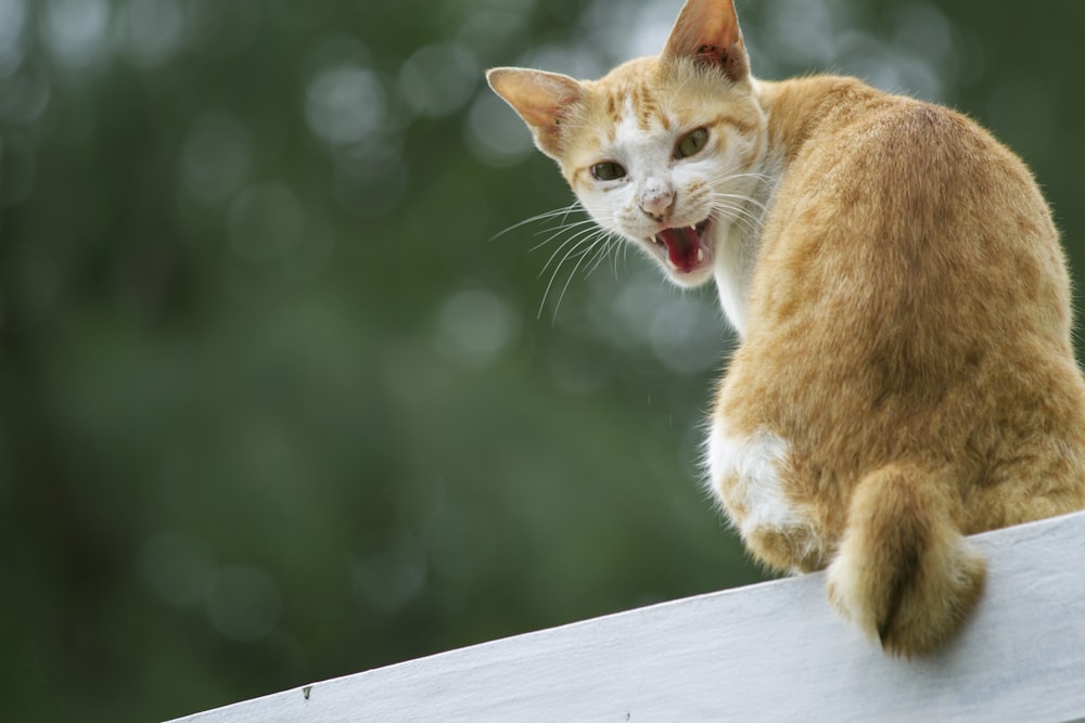 a cat with its mouth open