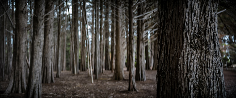 a group of trees