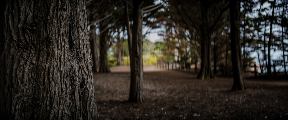 a path through a forest