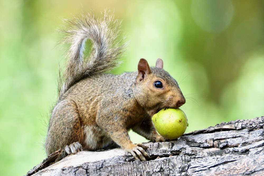 a squirrel eating an apple