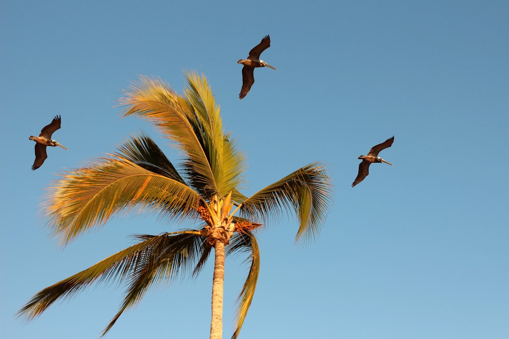 birds flying near a palm tree