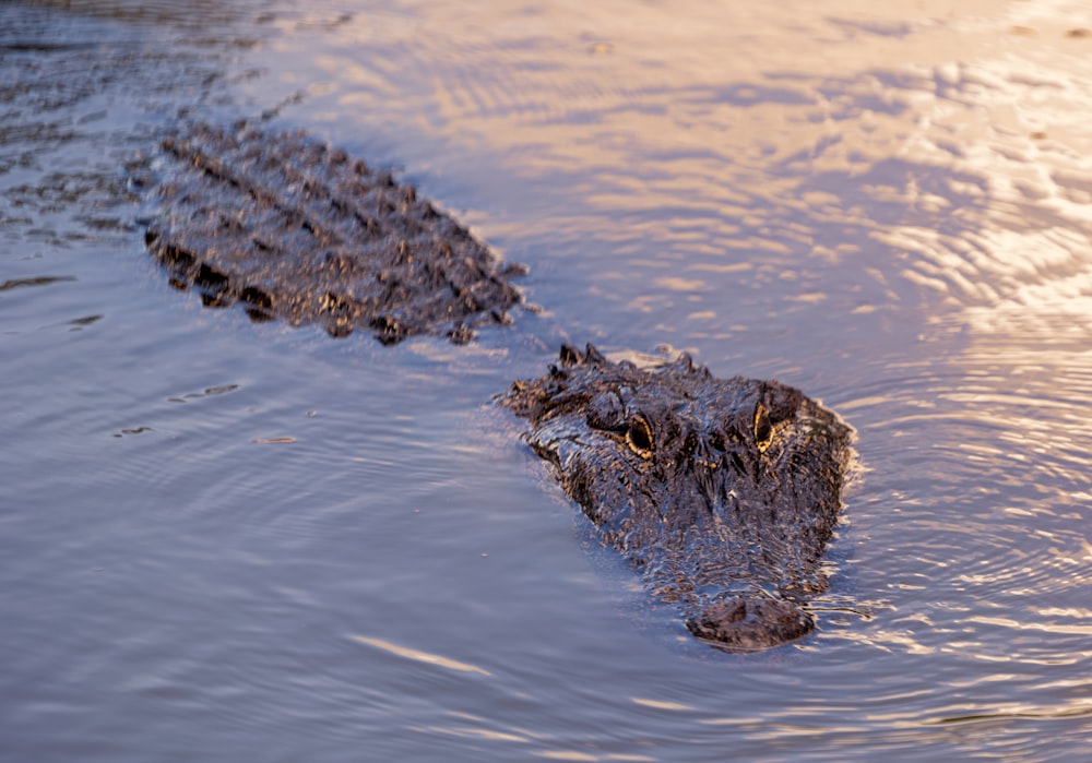 a crocodile in the water