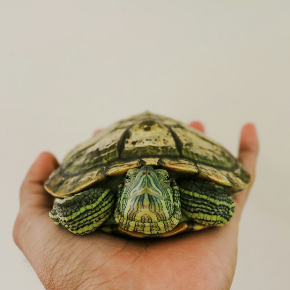 a hand holding a small turtle