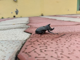 A large black beetle with prominent horns is walking across a red and white textured surface. The background features a yellow wall with some paint peeling off.
