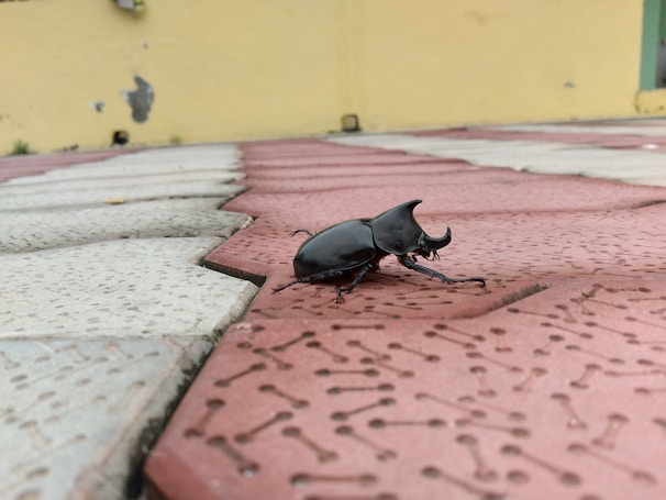 A large black beetle with prominent horns is walking across a red and white textured surface. The background features a yellow wall with some paint peeling off.