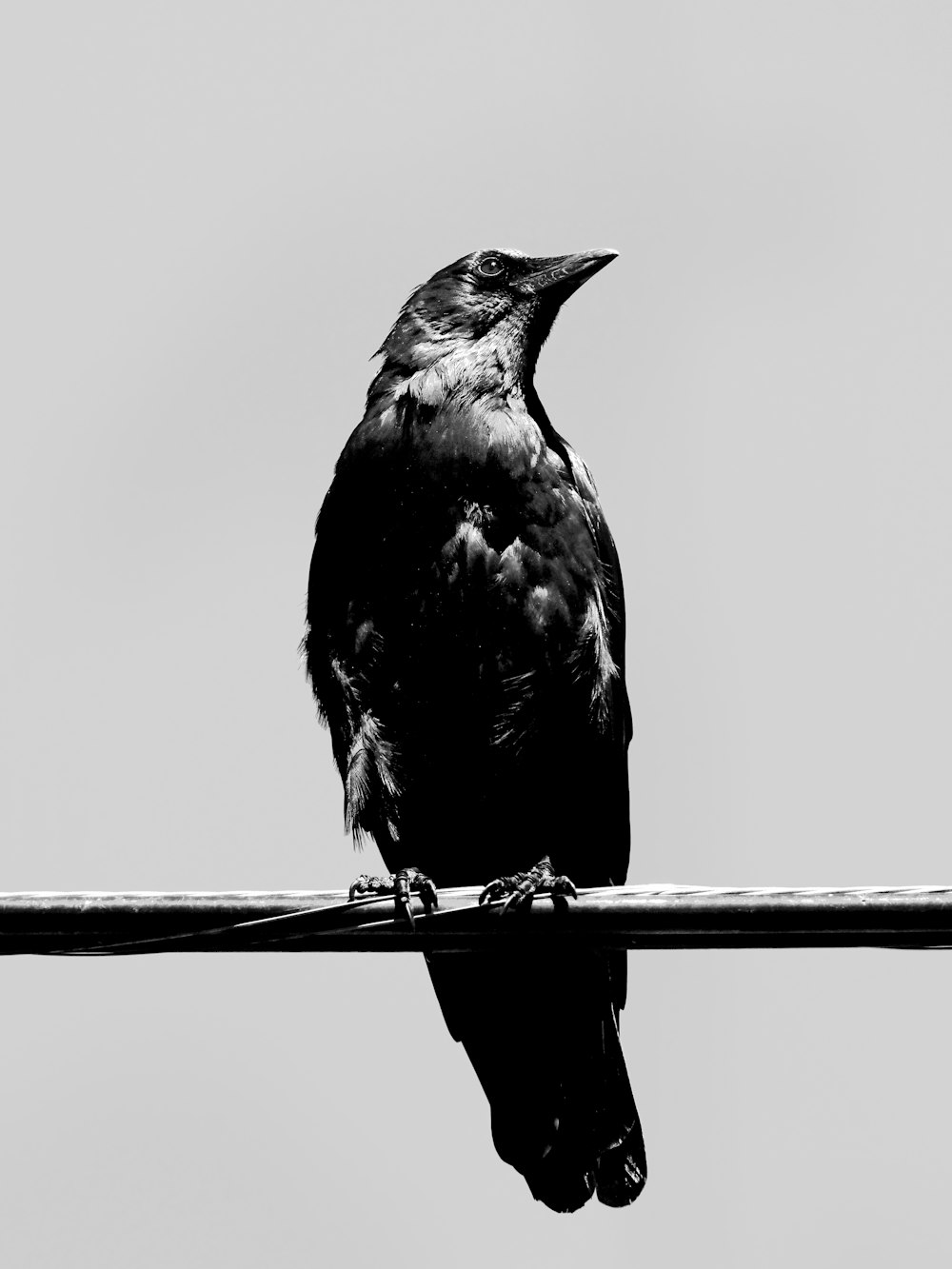 a black bird on a branch