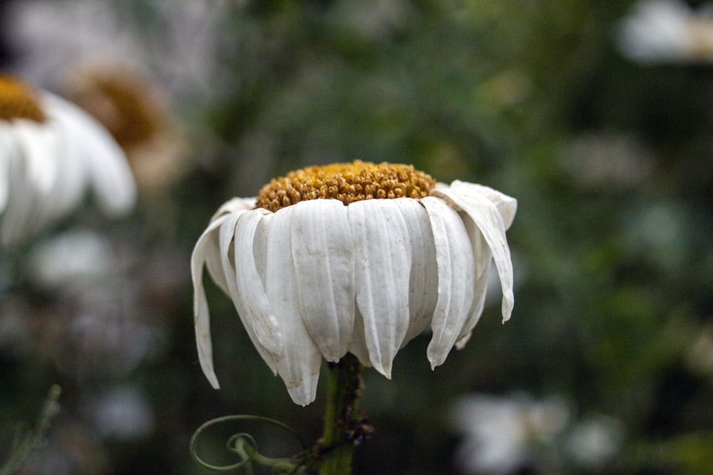 a white flower with yellow center