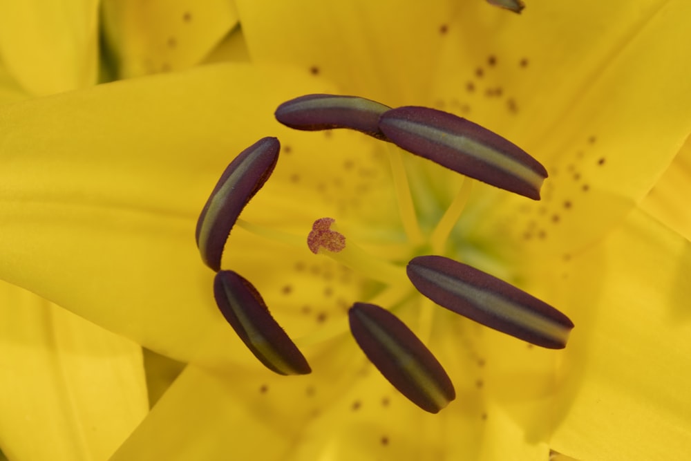 a yellow flower with black spots