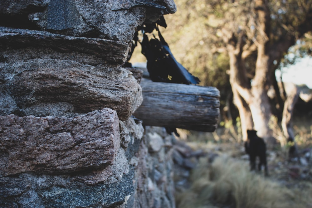 a black bear walking on a path between rocks