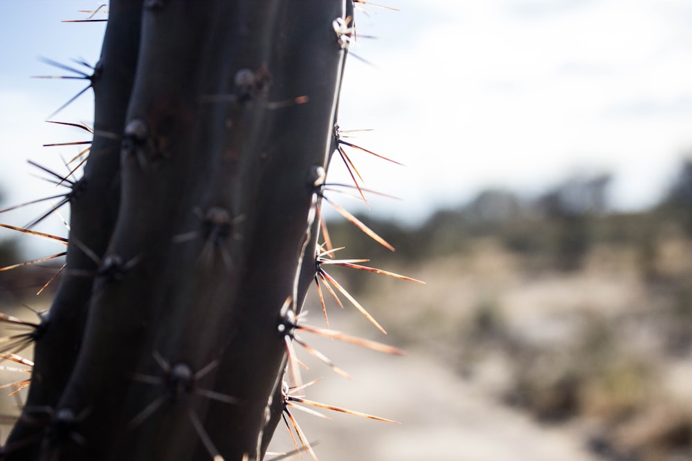 Un primer plano de una cerca de alambre de púas