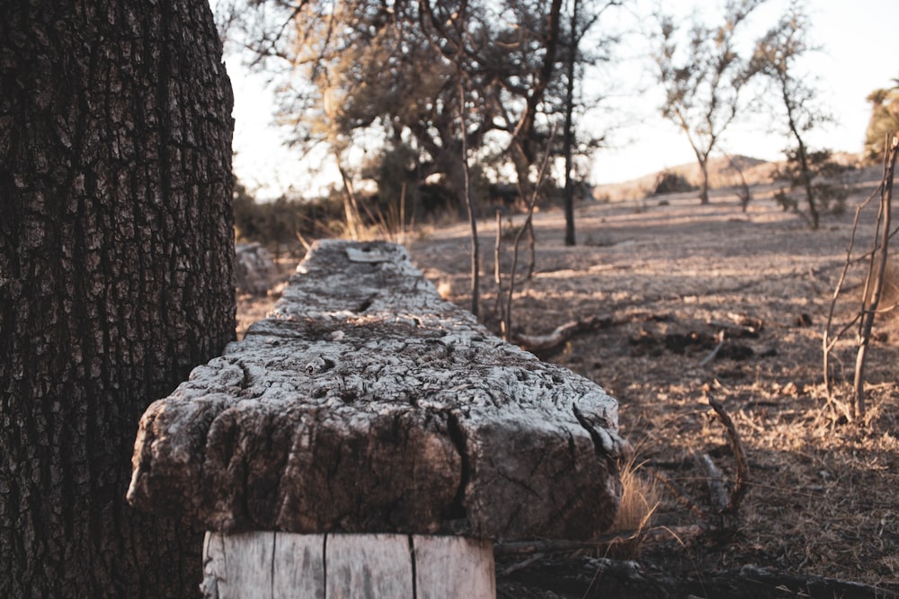 a large rock in a forest