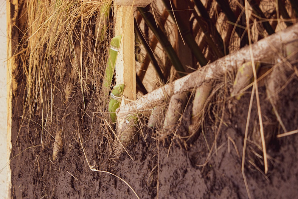 a close-up of a plant