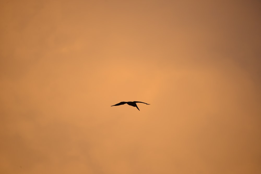 a bird flying in the sky