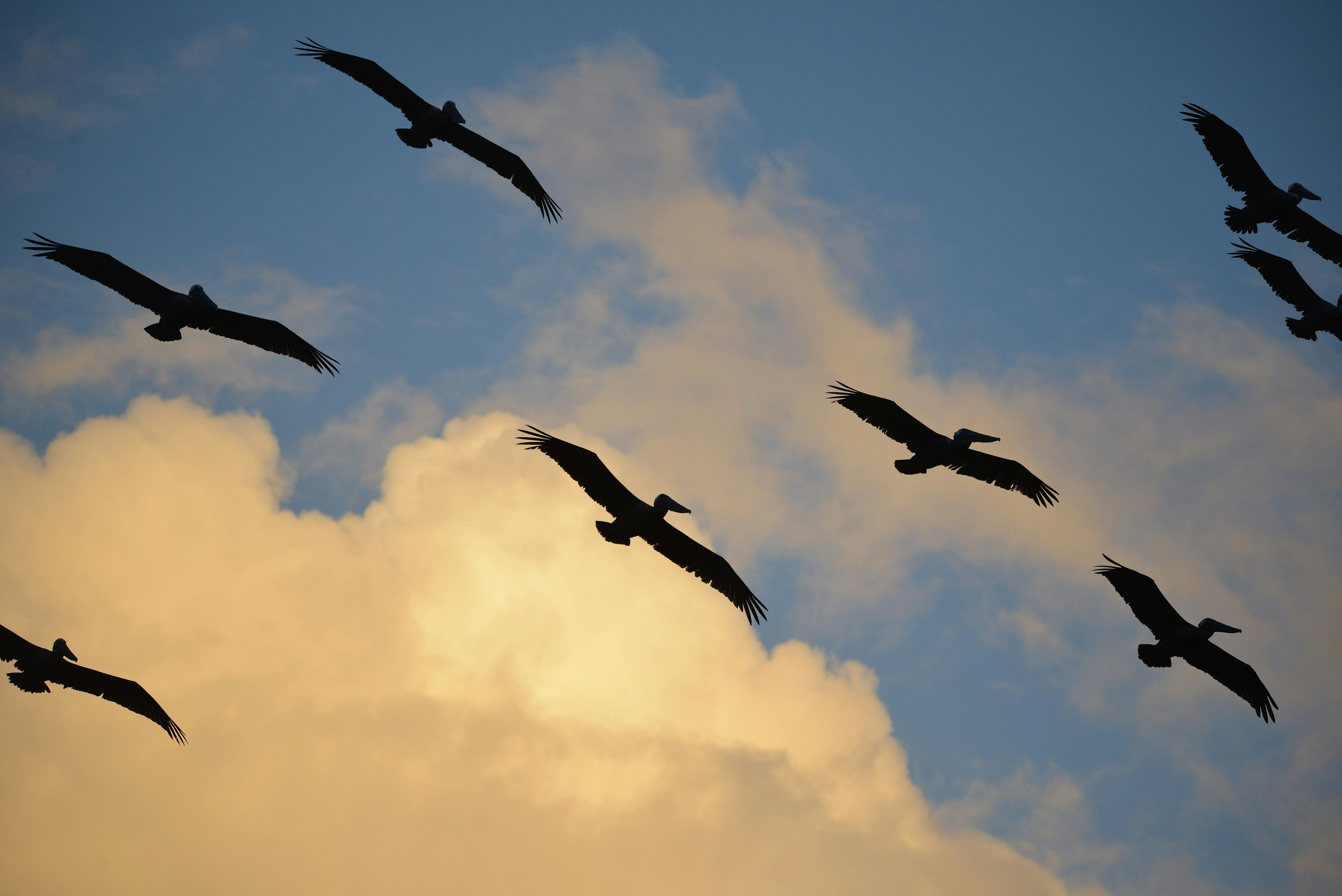 A Brown Pelican, Pelecanus occidentalis, flock in silhouette at sunset.