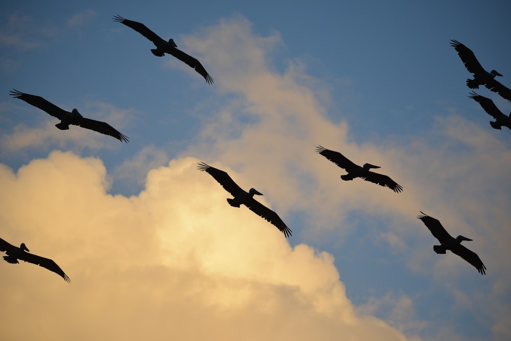 a group of birds flying in the sky