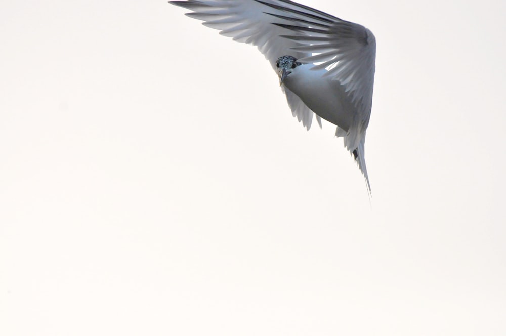 a bird flying in the sky