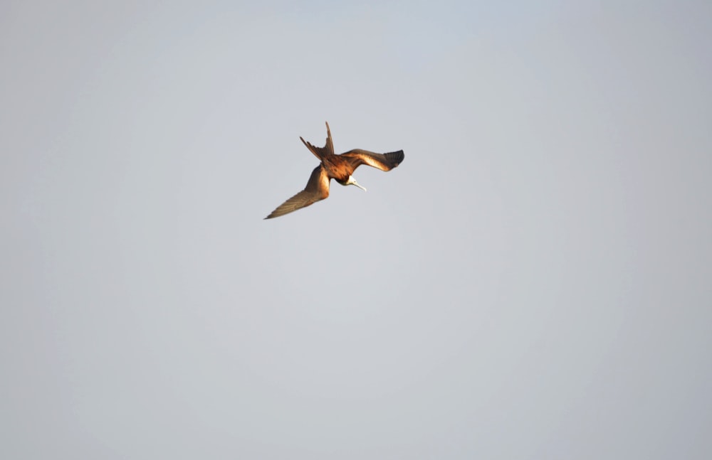 Un insecto volador con alas