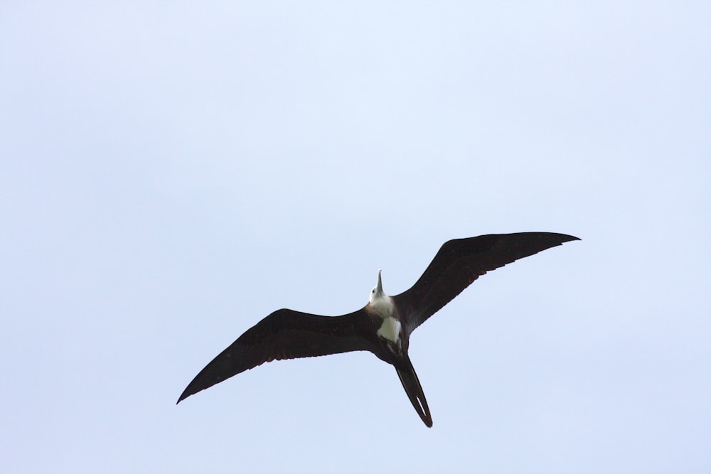 a bird flying in the sky