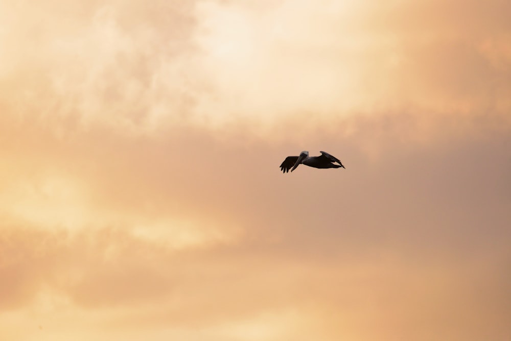 a bird flying in the sky