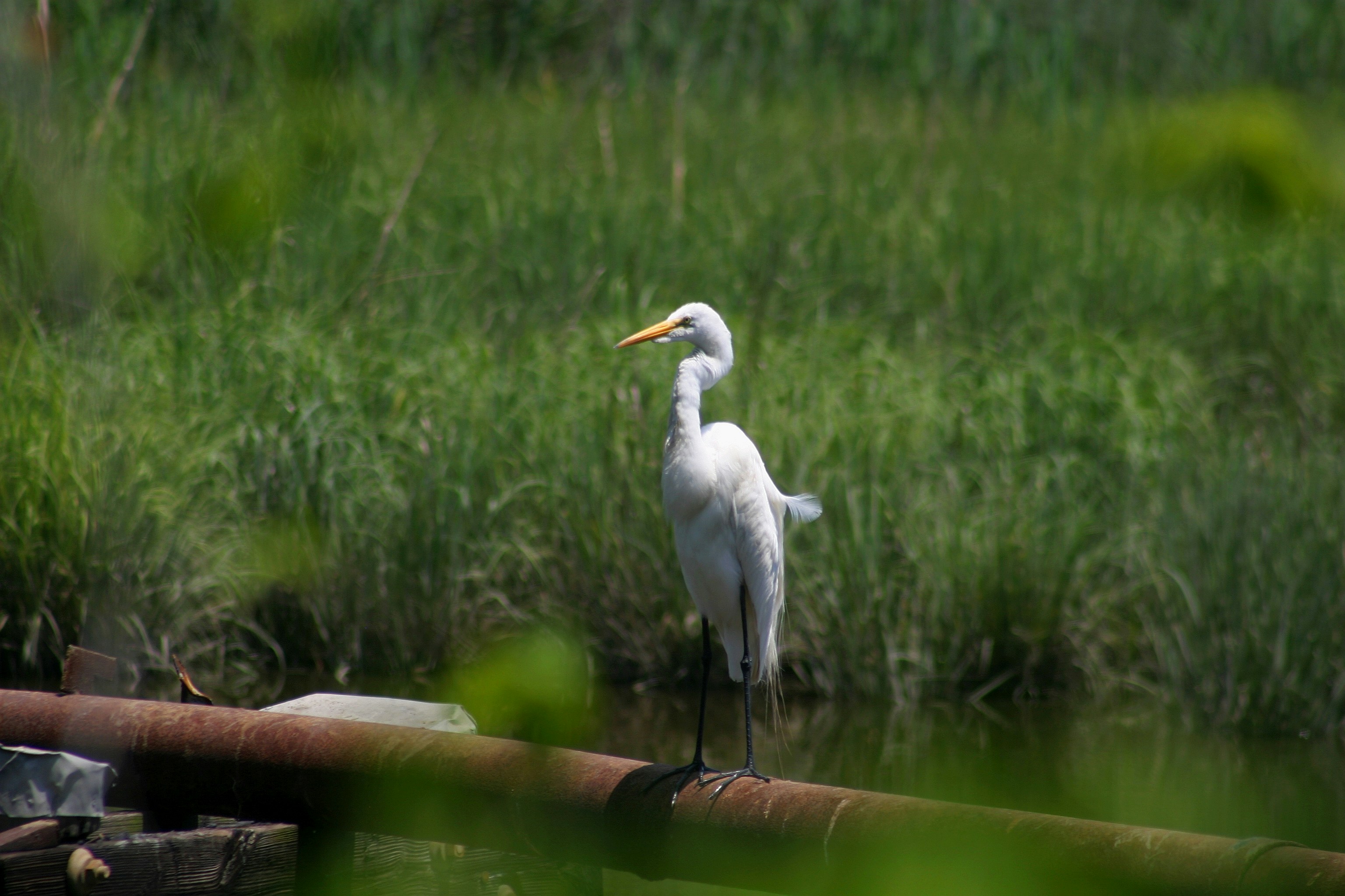 Great egret, Ardea alba,
