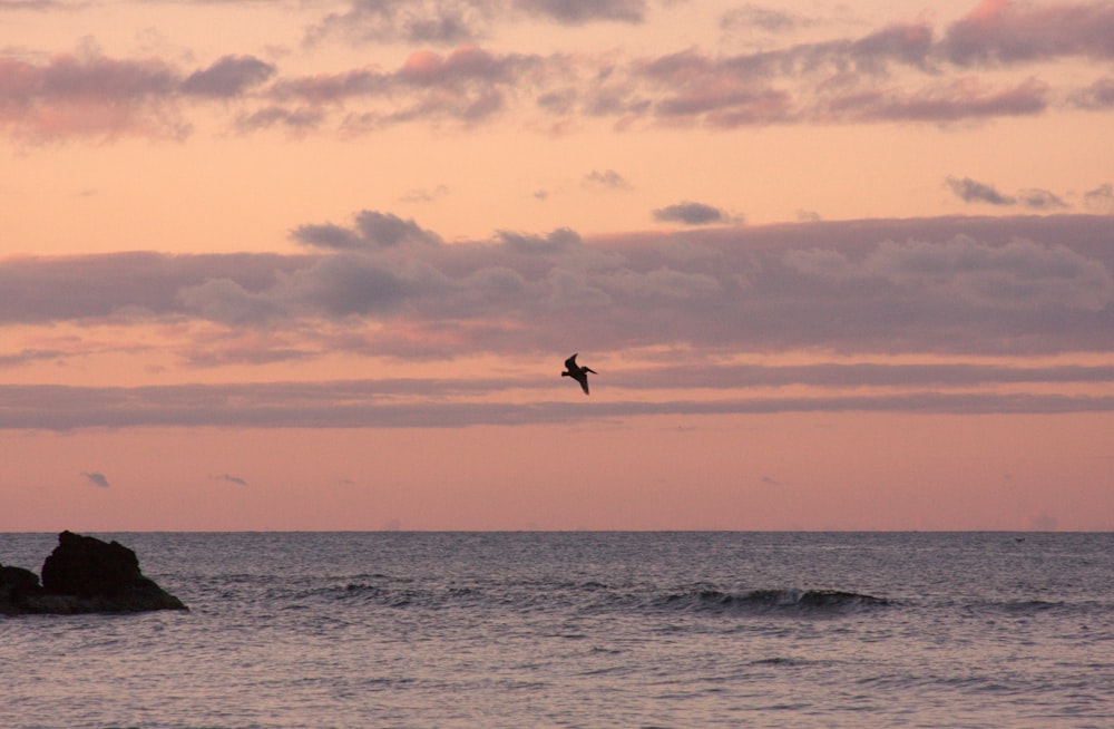 a bird flying over the ocean