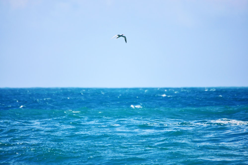 a bird flying over the ocean