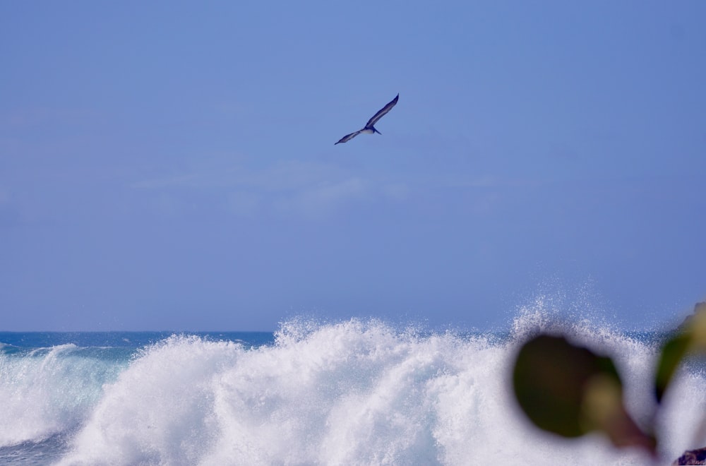 a bird flying over a wave