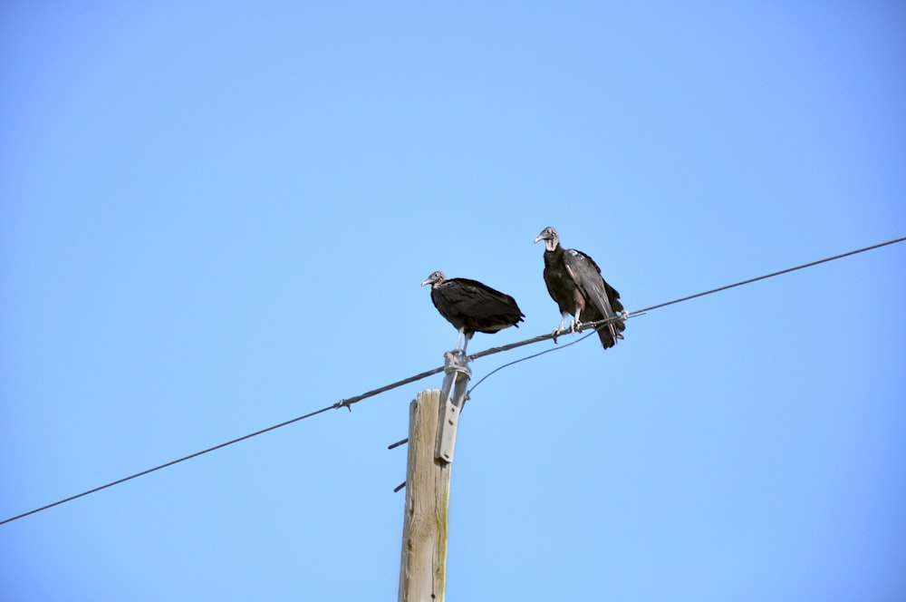 two birds sitting on a power line
