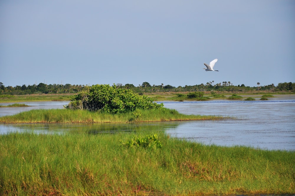 a bird flying over a river