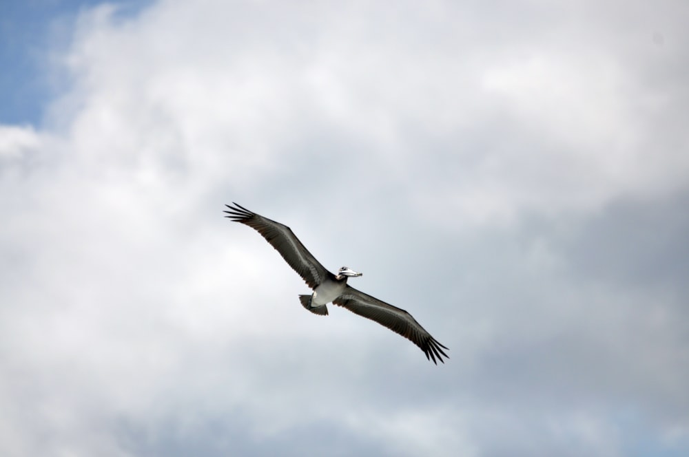 a bird flying in the sky