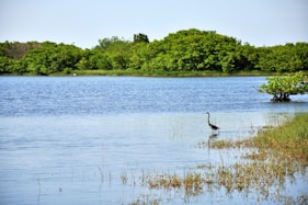 South Texas Pond Builder