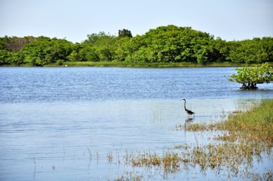 South Texas Pond Builder