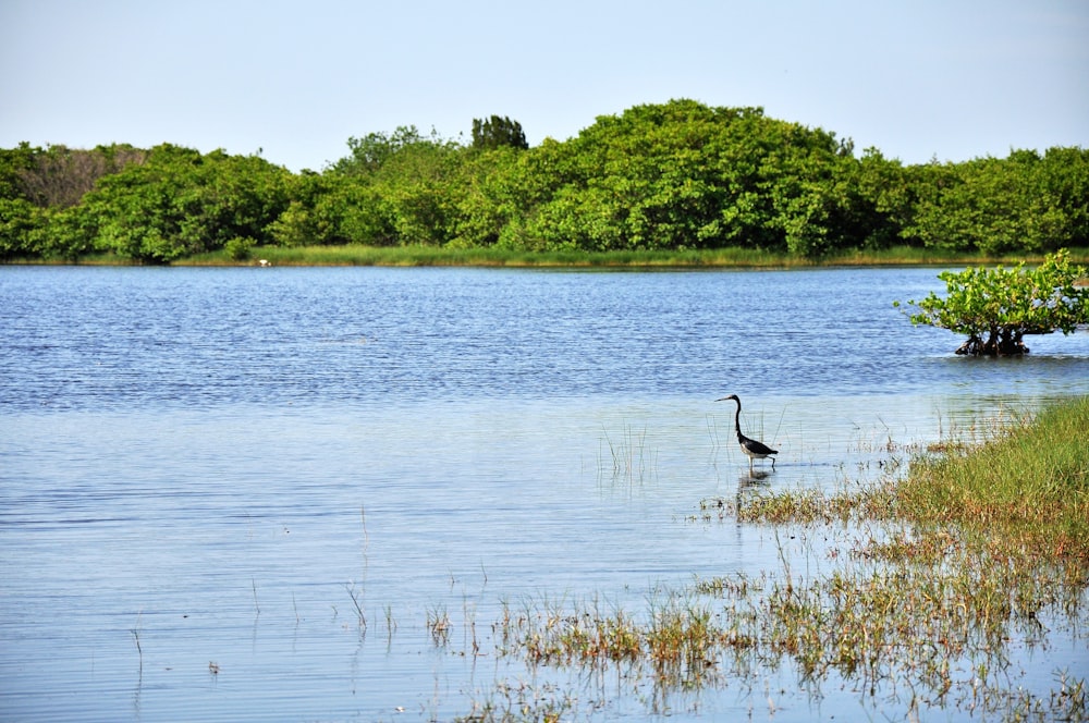 a bird in the water