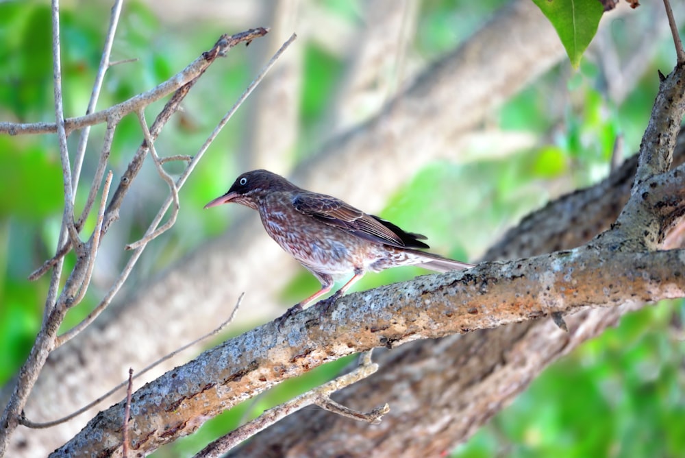 a bird perched on a branch