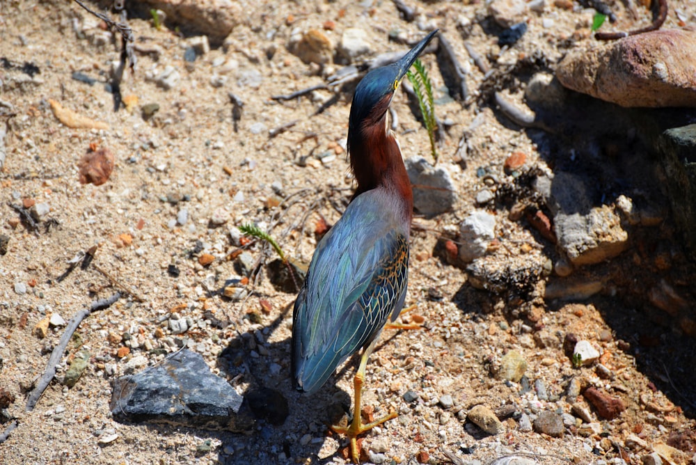 Un pájaro parado en el suelo