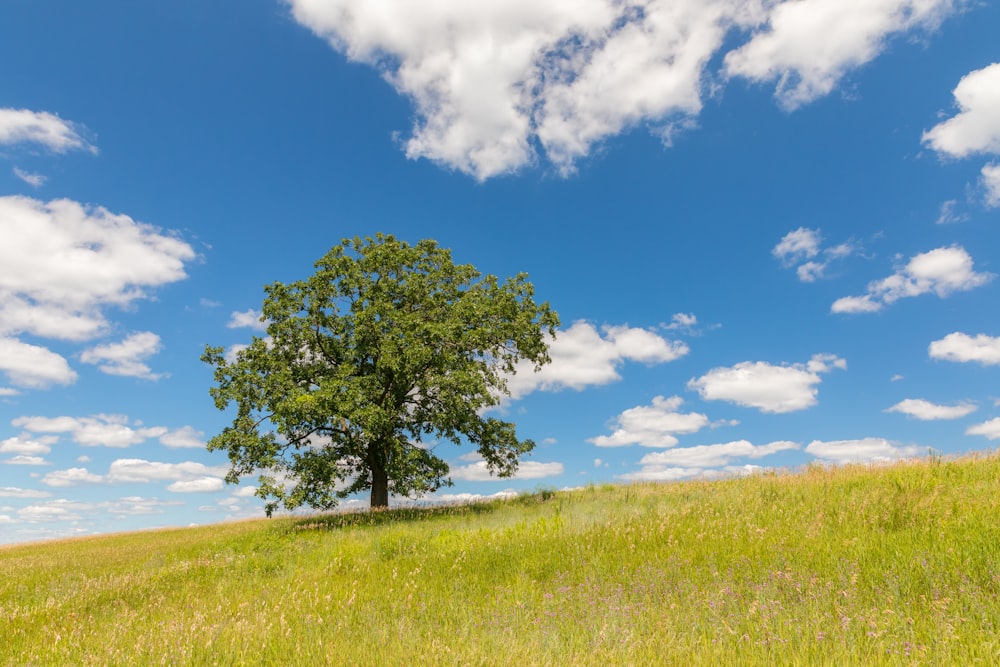 a tree in a field