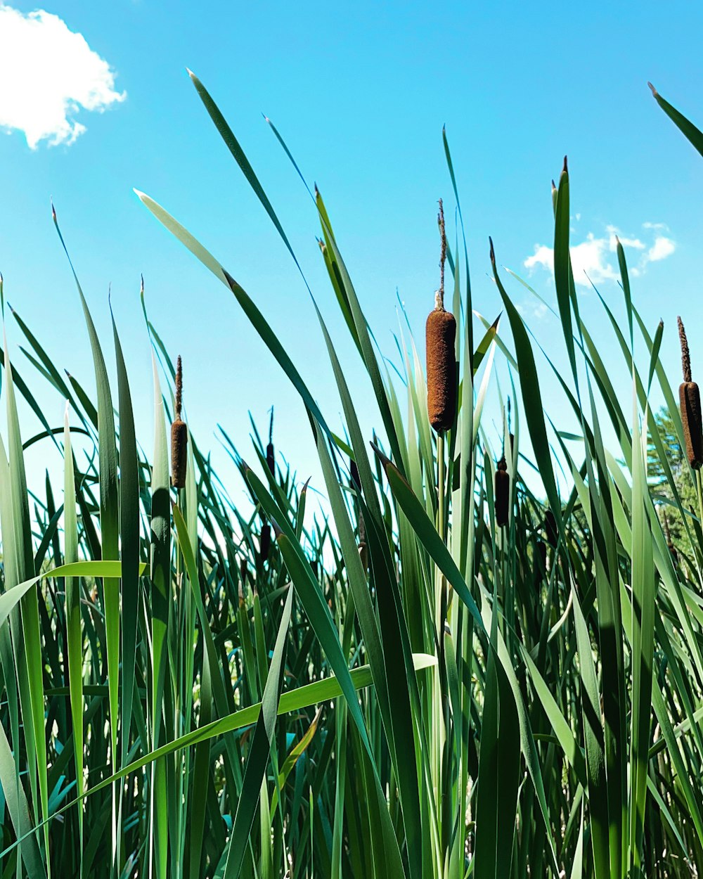 a field of wheat