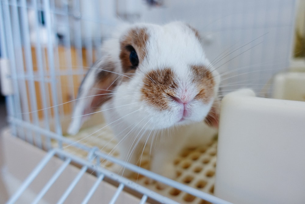 a white and brown guinea pig in a cage