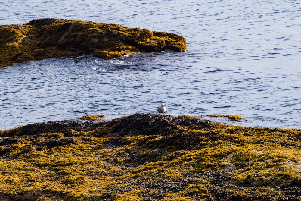 a bird on a rock in the water