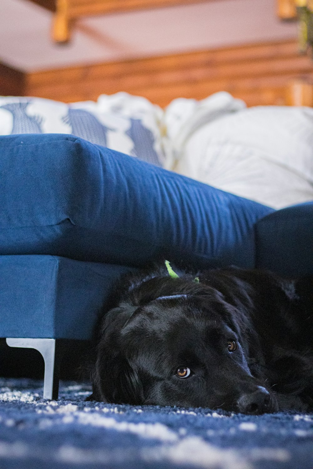 a black dog lying on a couch