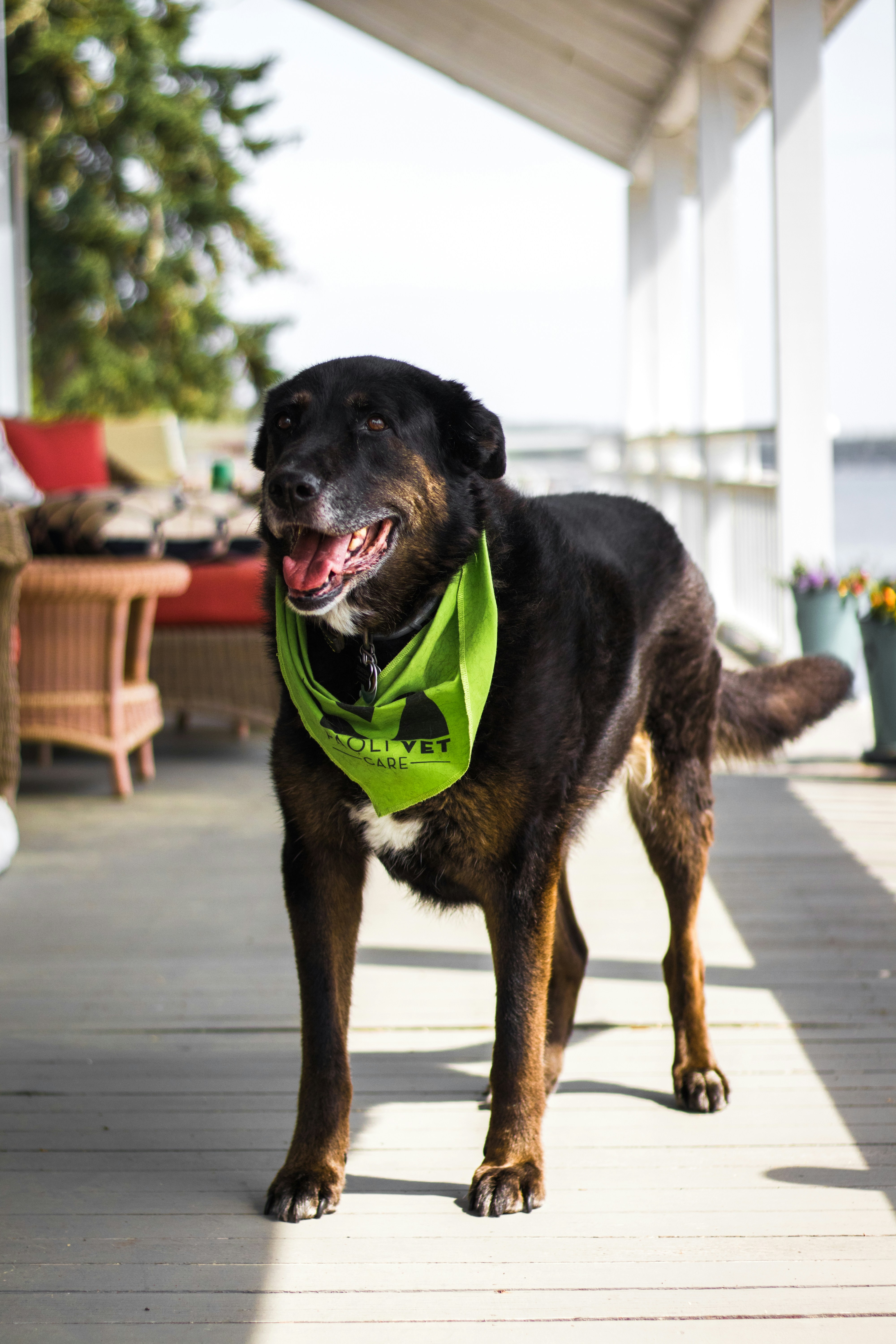 a dog with a bandana on its neck