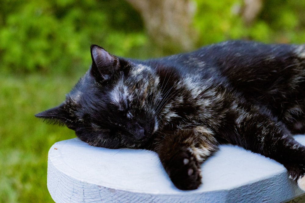 a black cat sleeping on a white pillow