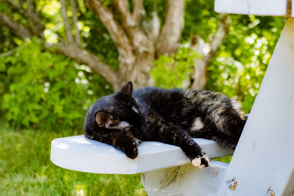 a cat lying on a white chair