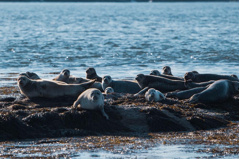 a group of seals lying on a rock in the water