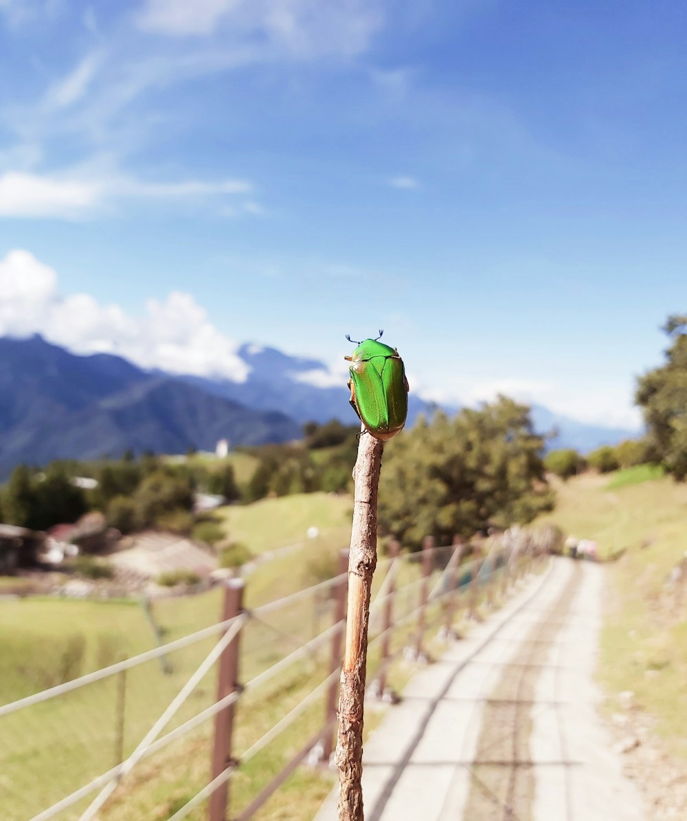 a bird on a fence post