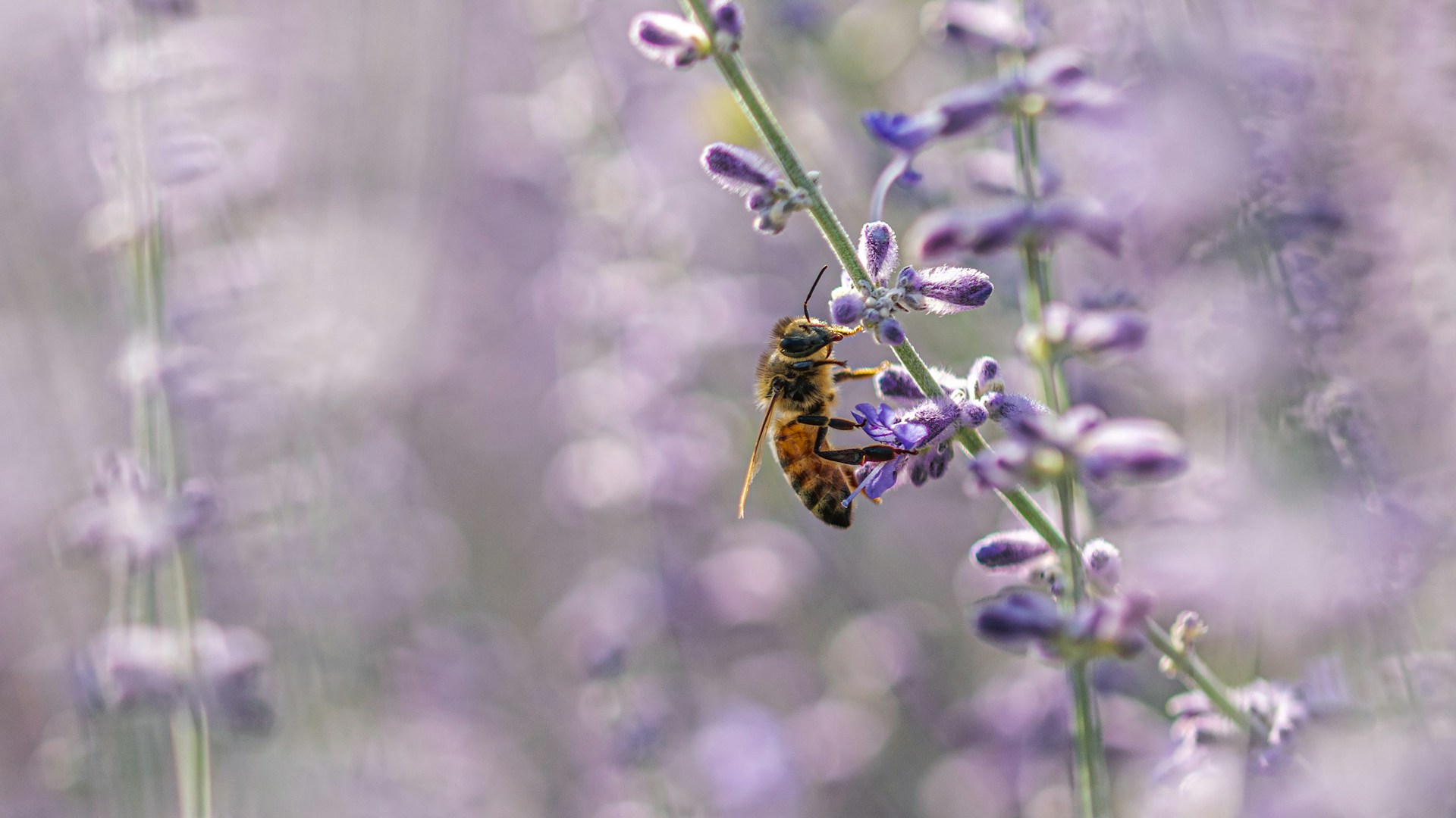 a bee on a flower