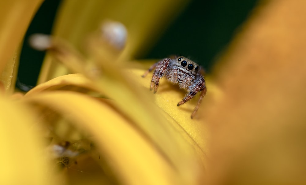 a small frog on a yellow flower