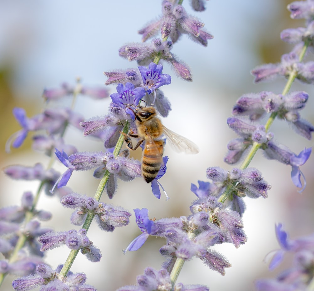 a bee on a flower