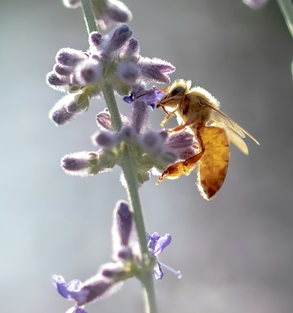 a bee on a flower